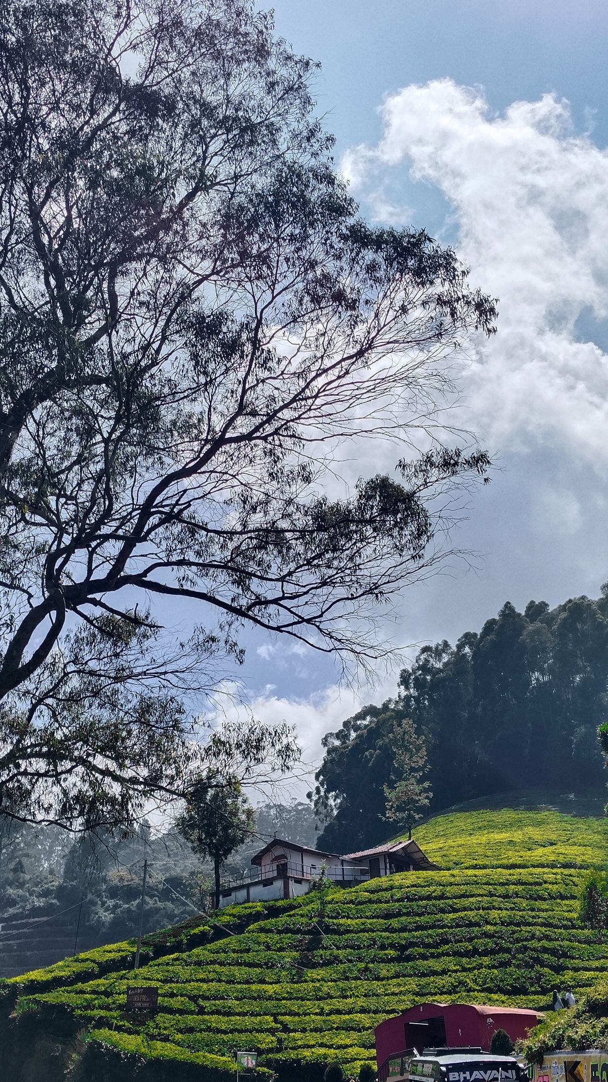 Tea-plantation hillside in southern India.